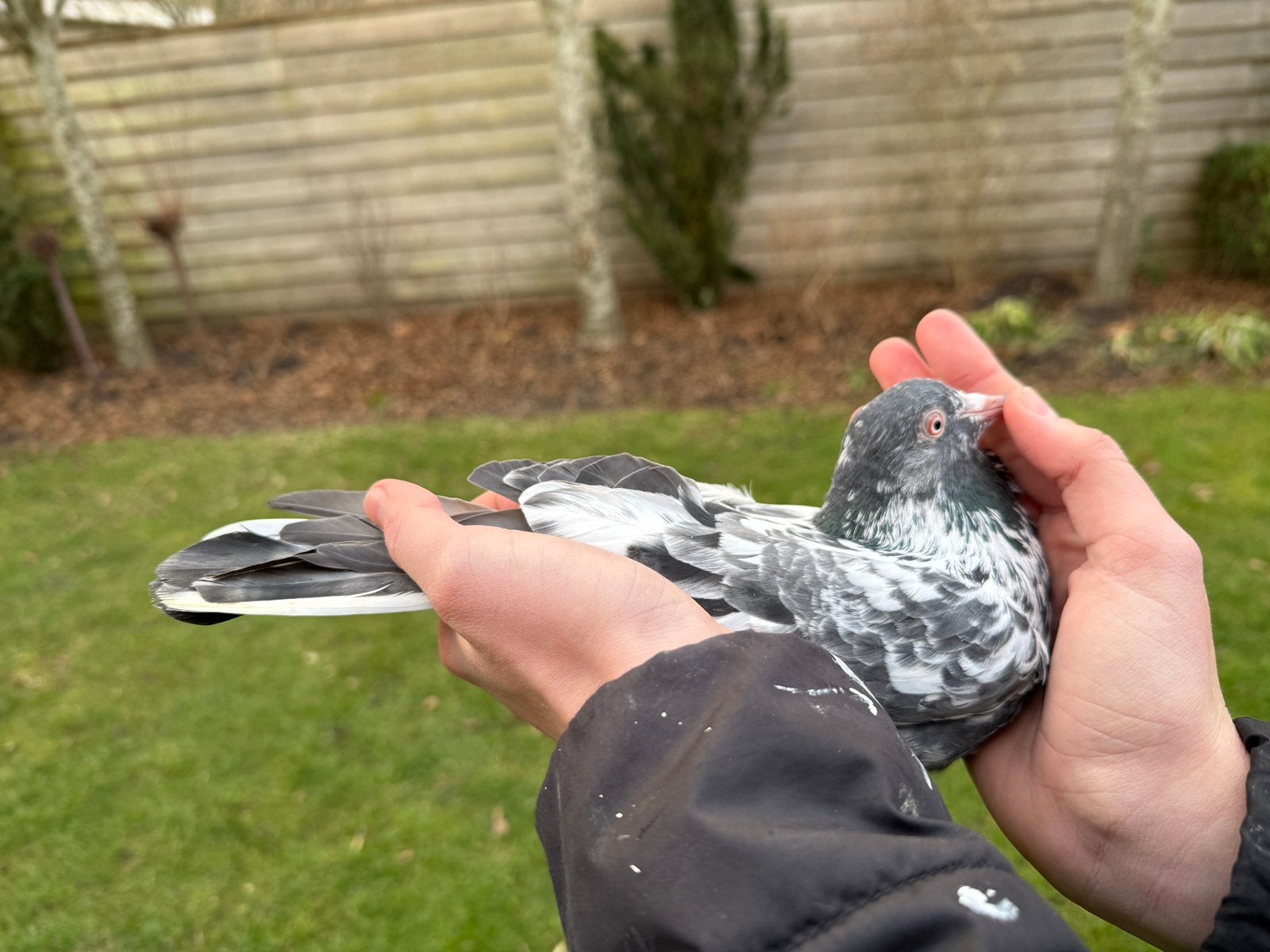 Prachtige pakistaanse dab wal doffer top, Dieren en Toebehoren, Vogels | Duiven, Mannelijk, Overige soorten