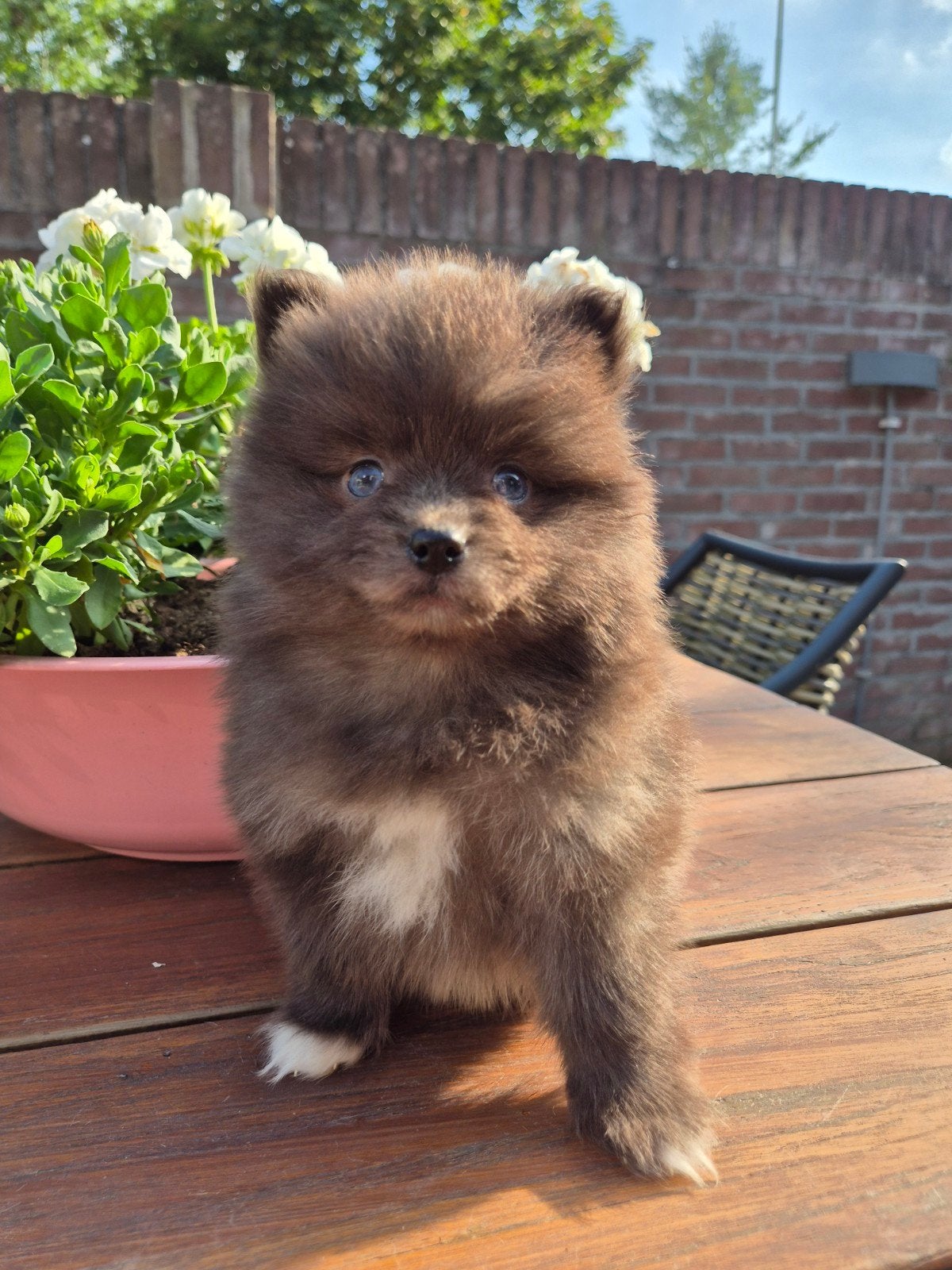 Pomsky teefje ,uniek van kleur🥰, Parvo, 8 tot 15 weken, Teef, Poolhond