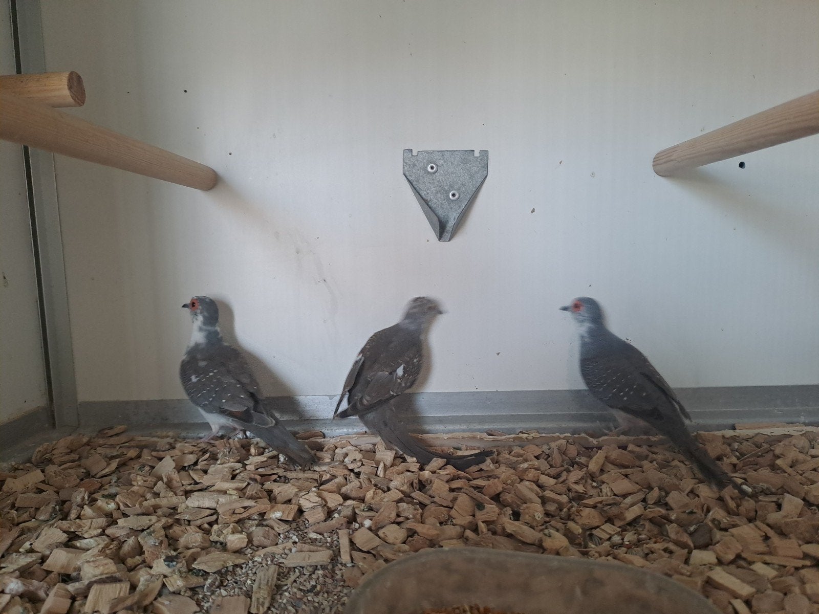 jonge bonte diamantduivin, Meerdere dieren