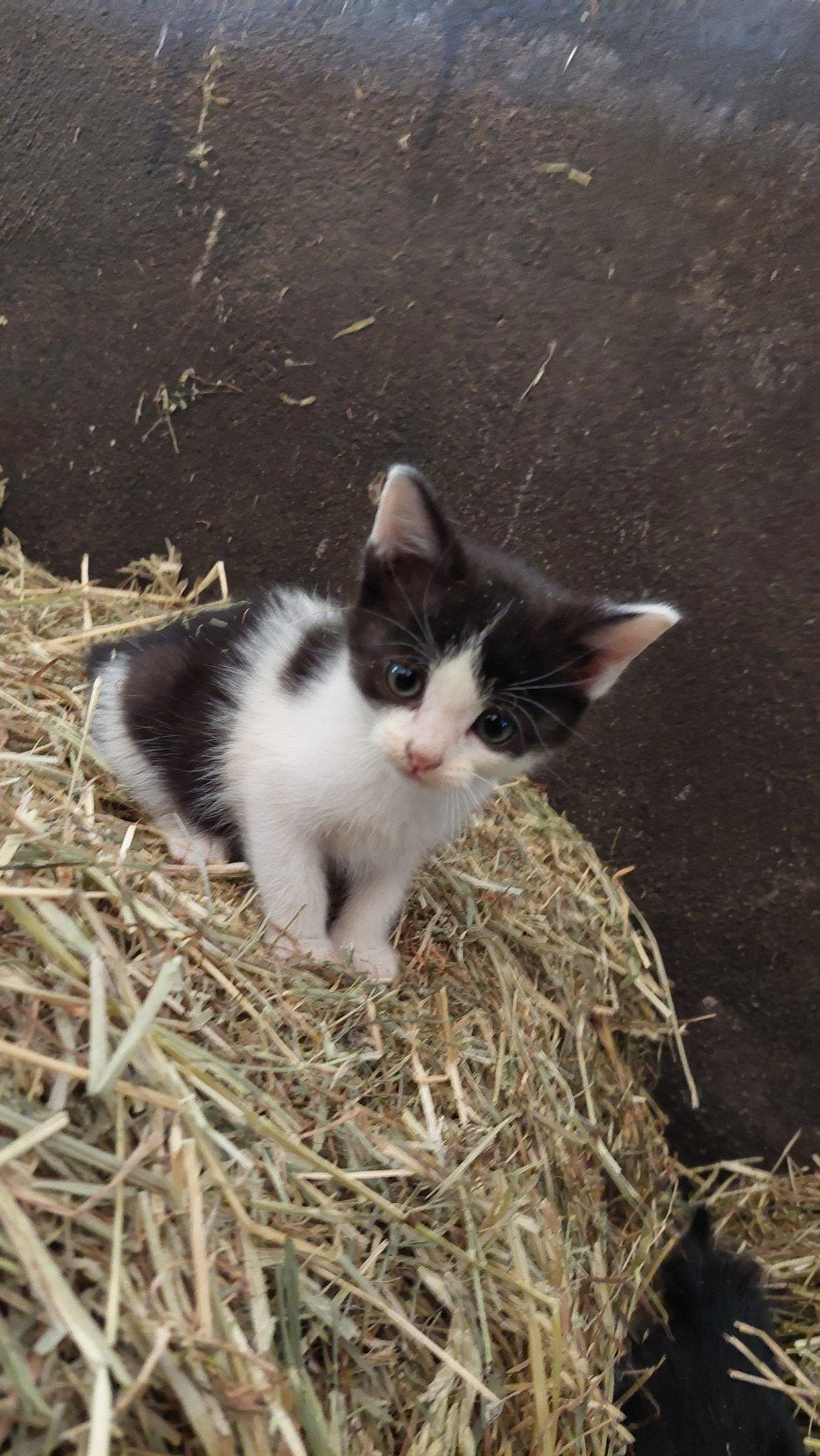 Boerderij poezen, Dieren en Toebehoren, Poes