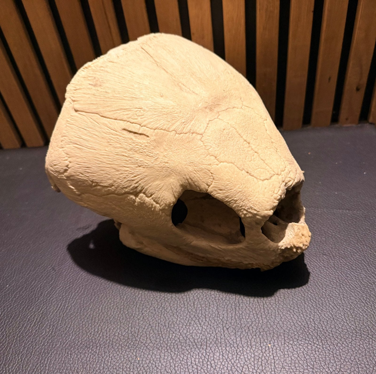 Leatherback schildpad schedel replica, Ophalen, Fossiel
