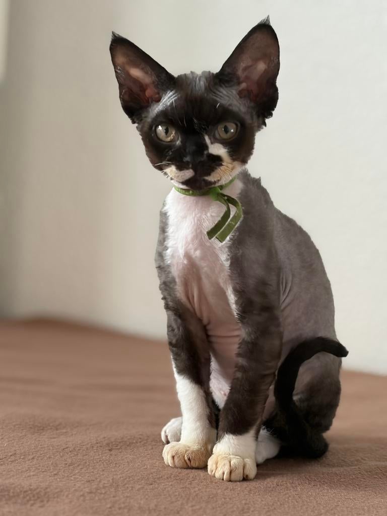 Devon rex, Dieren en Toebehoren, Kater, Met stamboom, 0 tot 2 jaar