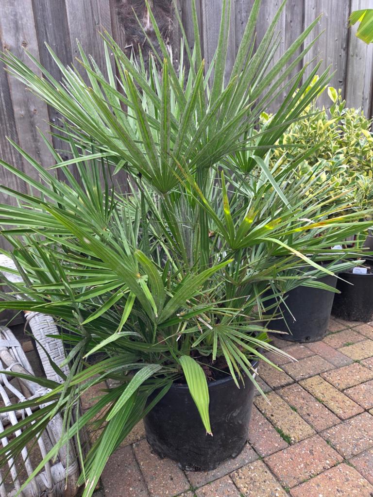 Europese dwergpalm humelis  inc kuip 100cm, Ophalen, Volle zon