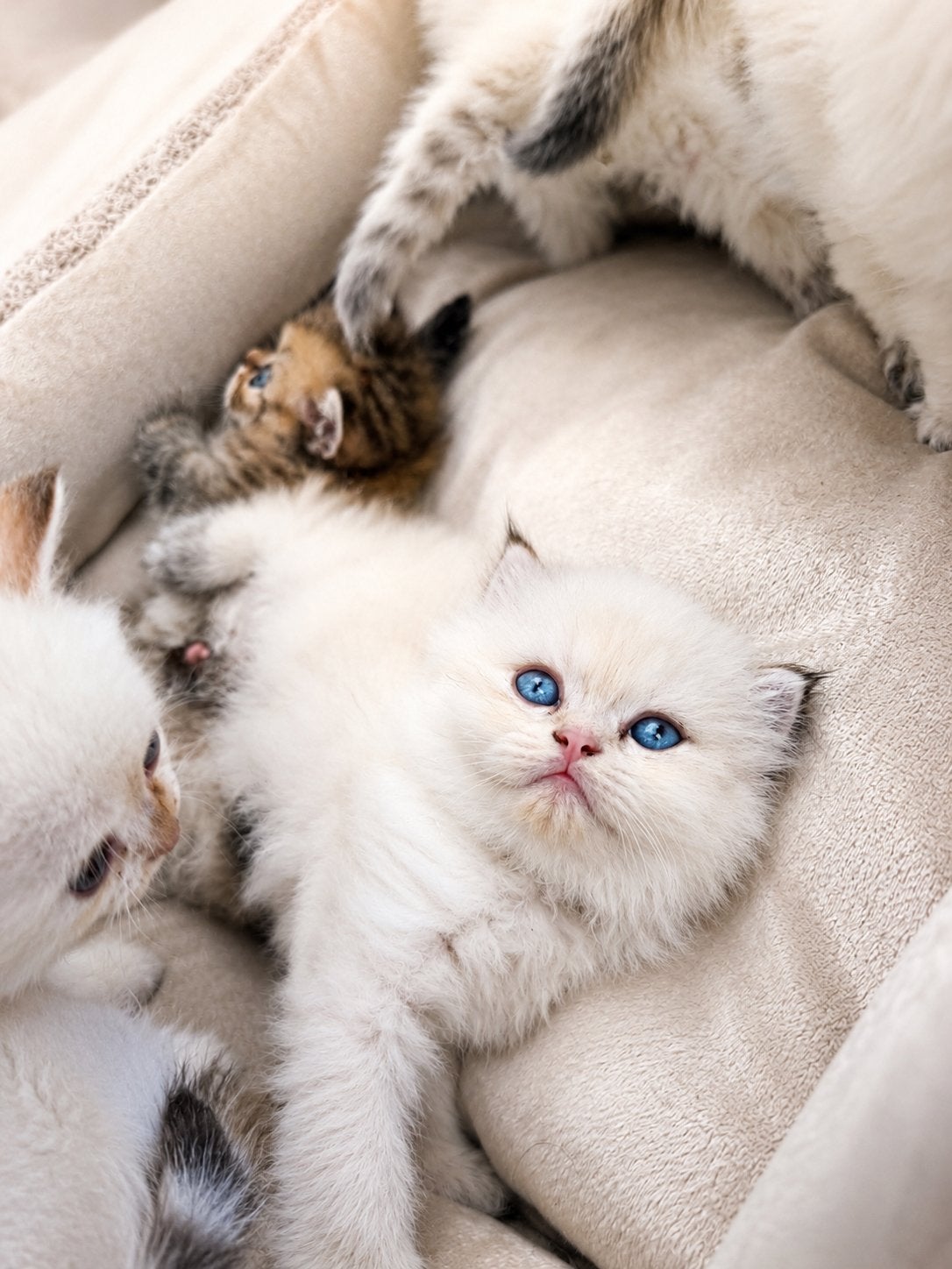 Britse langhaar en korthaar kittens, white golden shaded, Meerdere dieren, Ontwormd