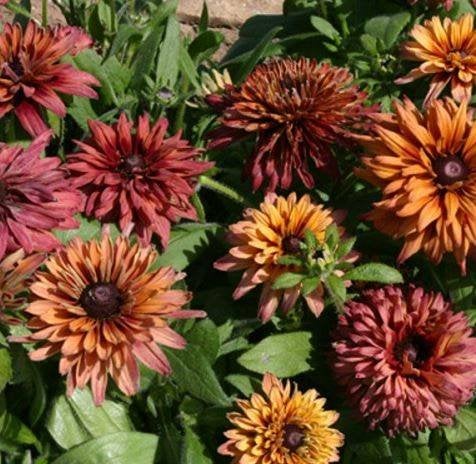 Zaden Rudbeckia Sahara, Ophalen of Verzenden, Volle zon