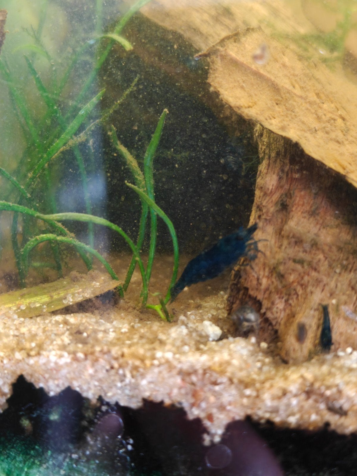 Neocaridina garnalen. blauw. op kraanwater., Kreeft, Krab of Garnaal