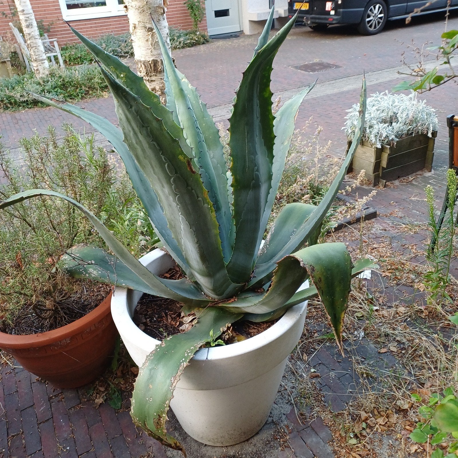 Grote Agave plant in pot - 60 cm hoog, Tuin en Terras, Volle zon, Vaste plant, Bloeit niet, Ophalen
