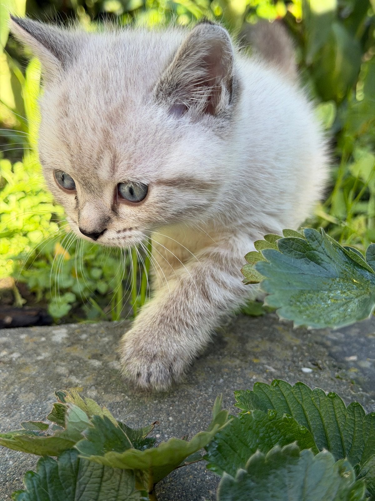 Twee lieve British Shorthair poesjes met stamboom, Dieren en Toebehoren, Poes, Kortharig, 0 tot 2 jaar