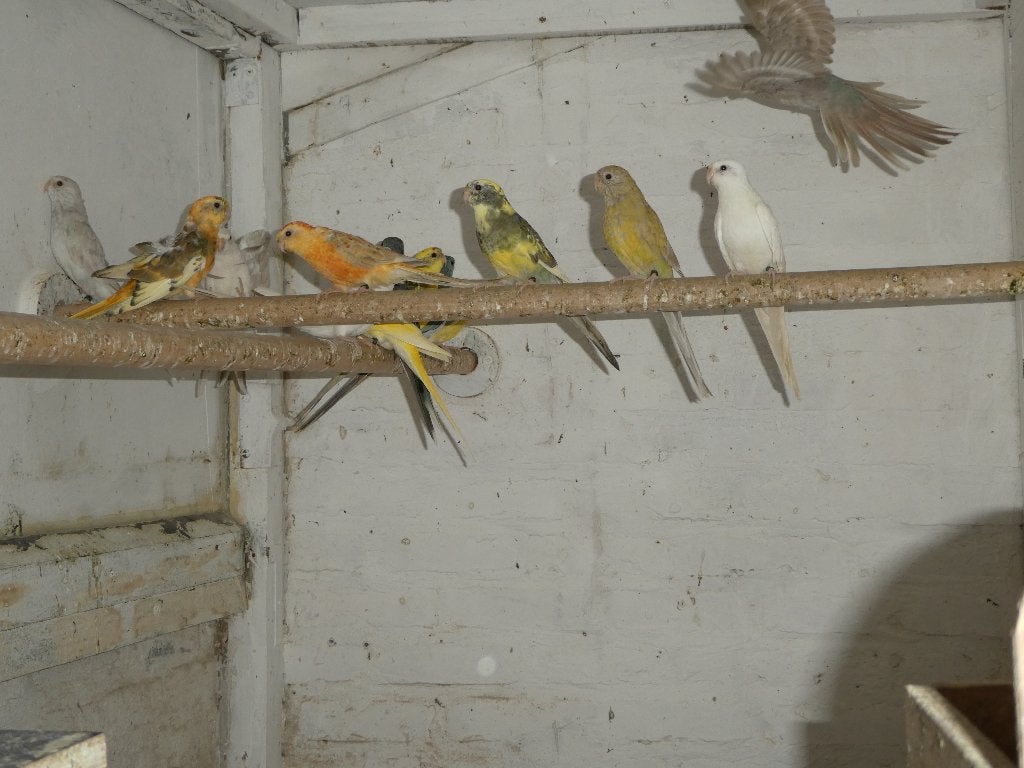 roodrug parkieten, Dieren en Toebehoren, Vogels | Parkieten en Papegaaien, Meerdere dieren, Parkiet, Geringd