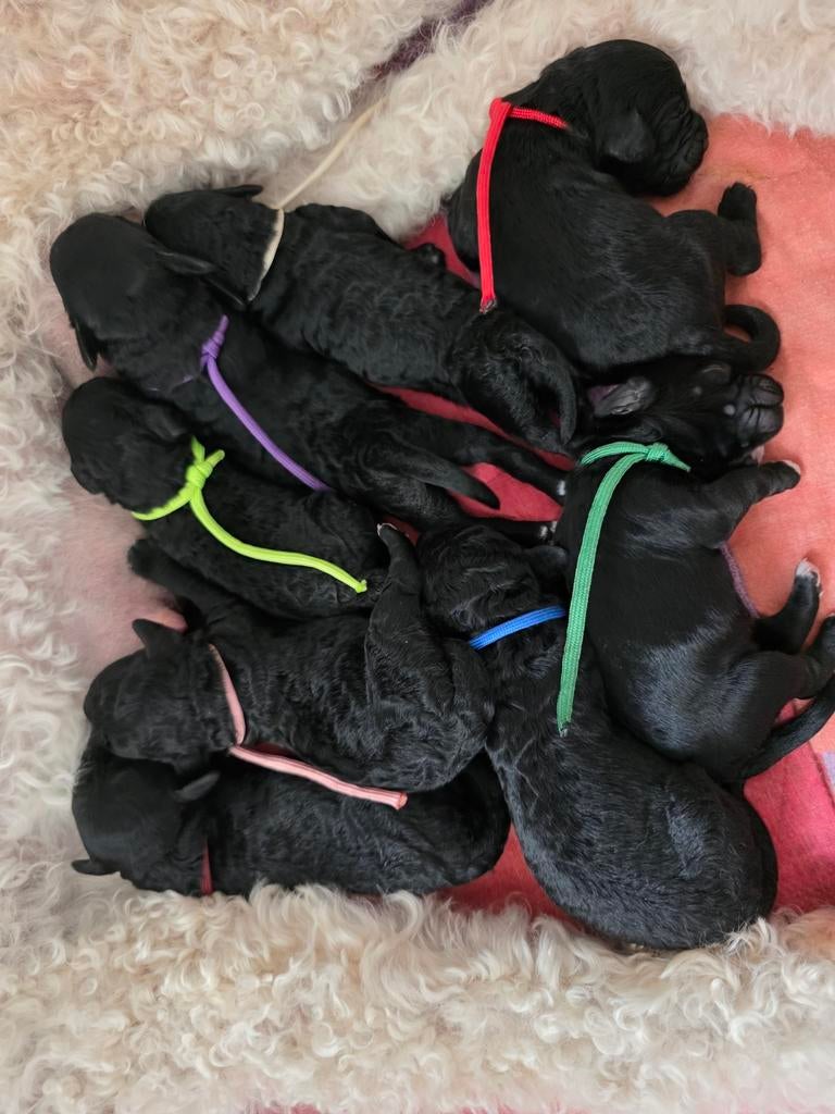 Goldendoodle X Australian Labradoodle, Dieren en Toebehoren, Honden | Niet-rashonden, Parvo, 8 tot 15 weken, Meerdere, Meerdere dieren
