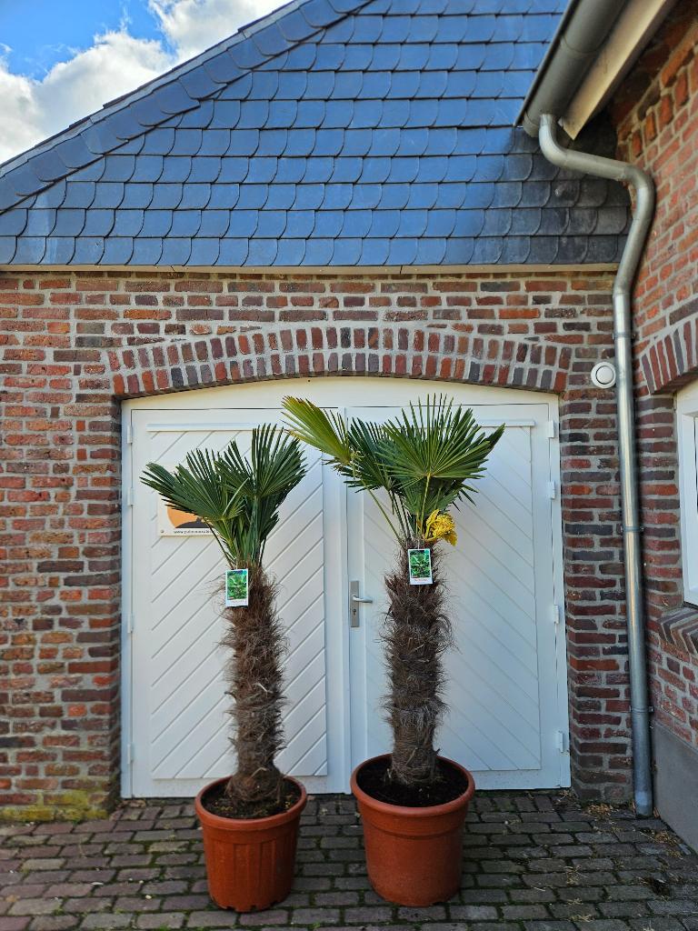 AANBIEDING: TRACHYCARPUS WAGNERIANUS ( WAGNERPALM )., Halfschaduw, 100 tot 250 cm, Zomer, Palmboom