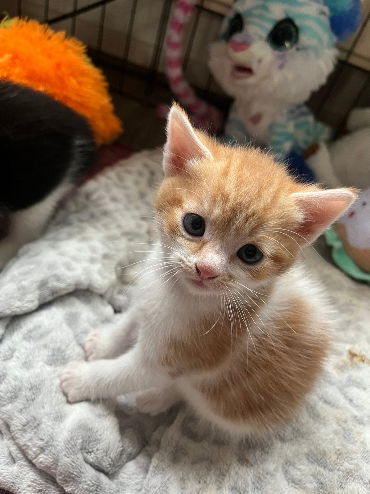 Kittens half brits, Meerdere dieren, Ontwormd, 0 tot 2 jaar