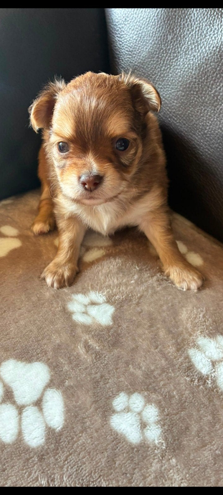 Chihuahua langhaar pups te reserveren, Dieren en Toebehoren, Reu, 8 tot 15 weken, Parvo, Meerdere