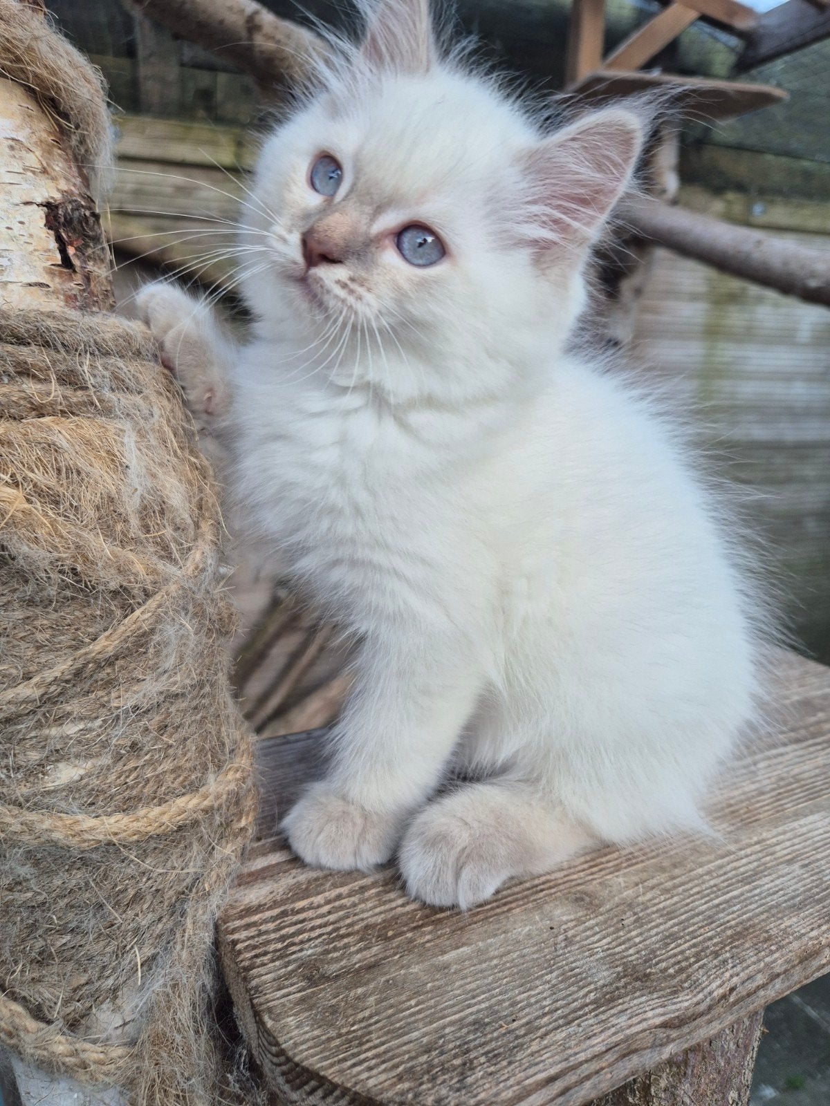 Ragdoll X  Britse langhaar kittens, Kater, Ontwormd