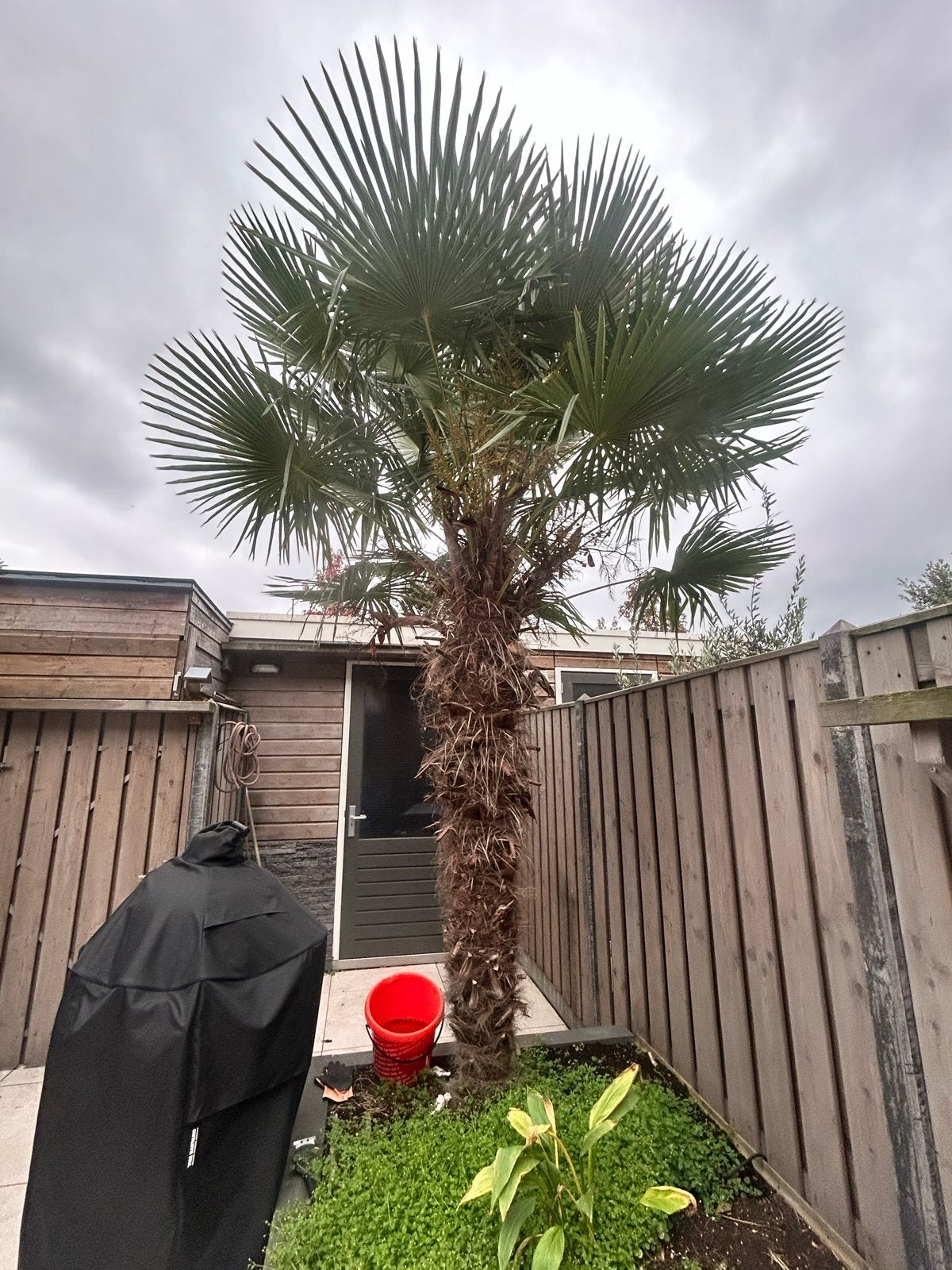 Trachycarpus Fortunei / Chinese Waaierpalm, Tuin en Terras, Bloeit niet, 250 tot 400 cm, Palmboom, Ophalen