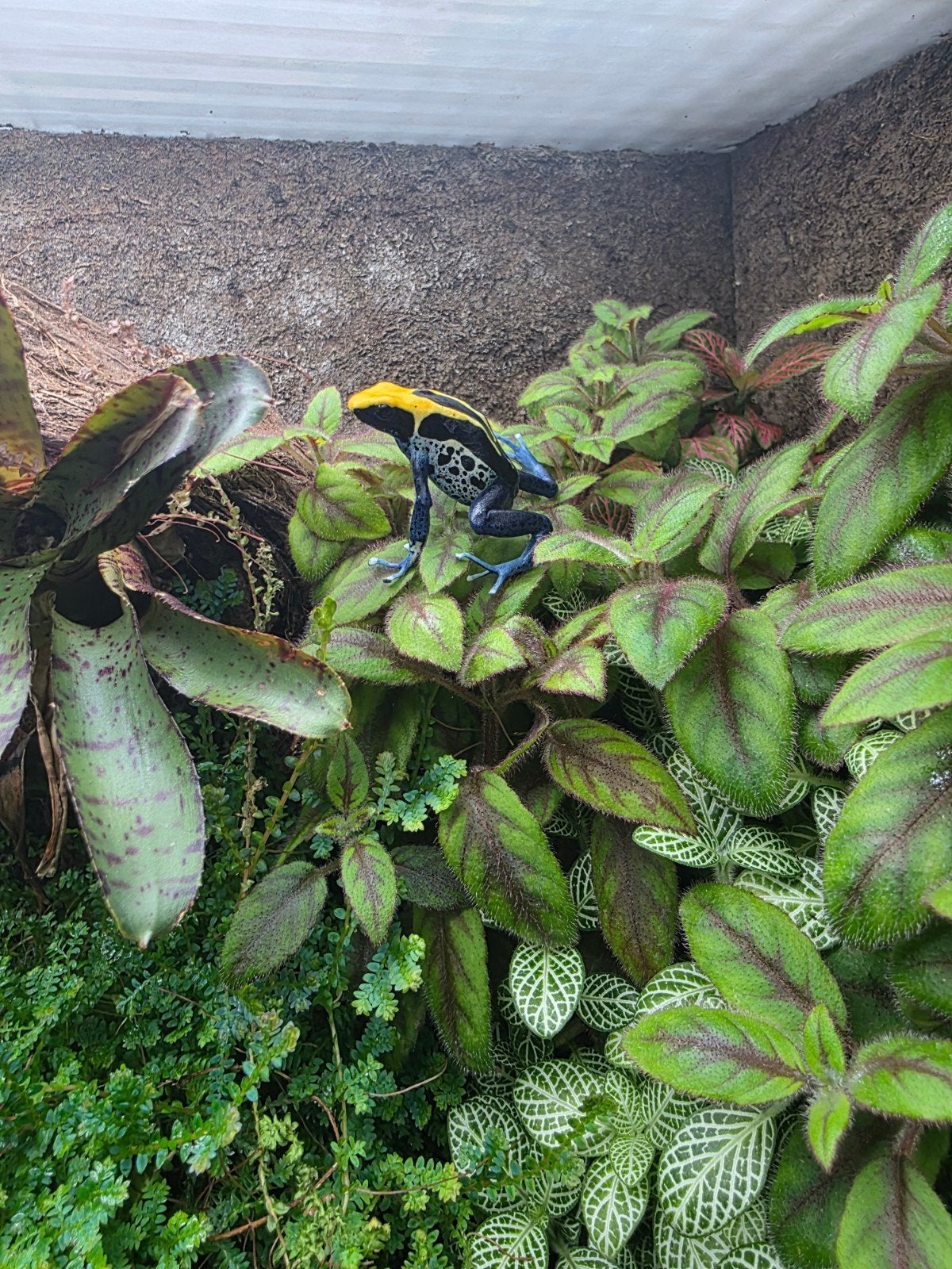 Dendrobates tinctorius Cobalt koppel te koop Frog photo 2