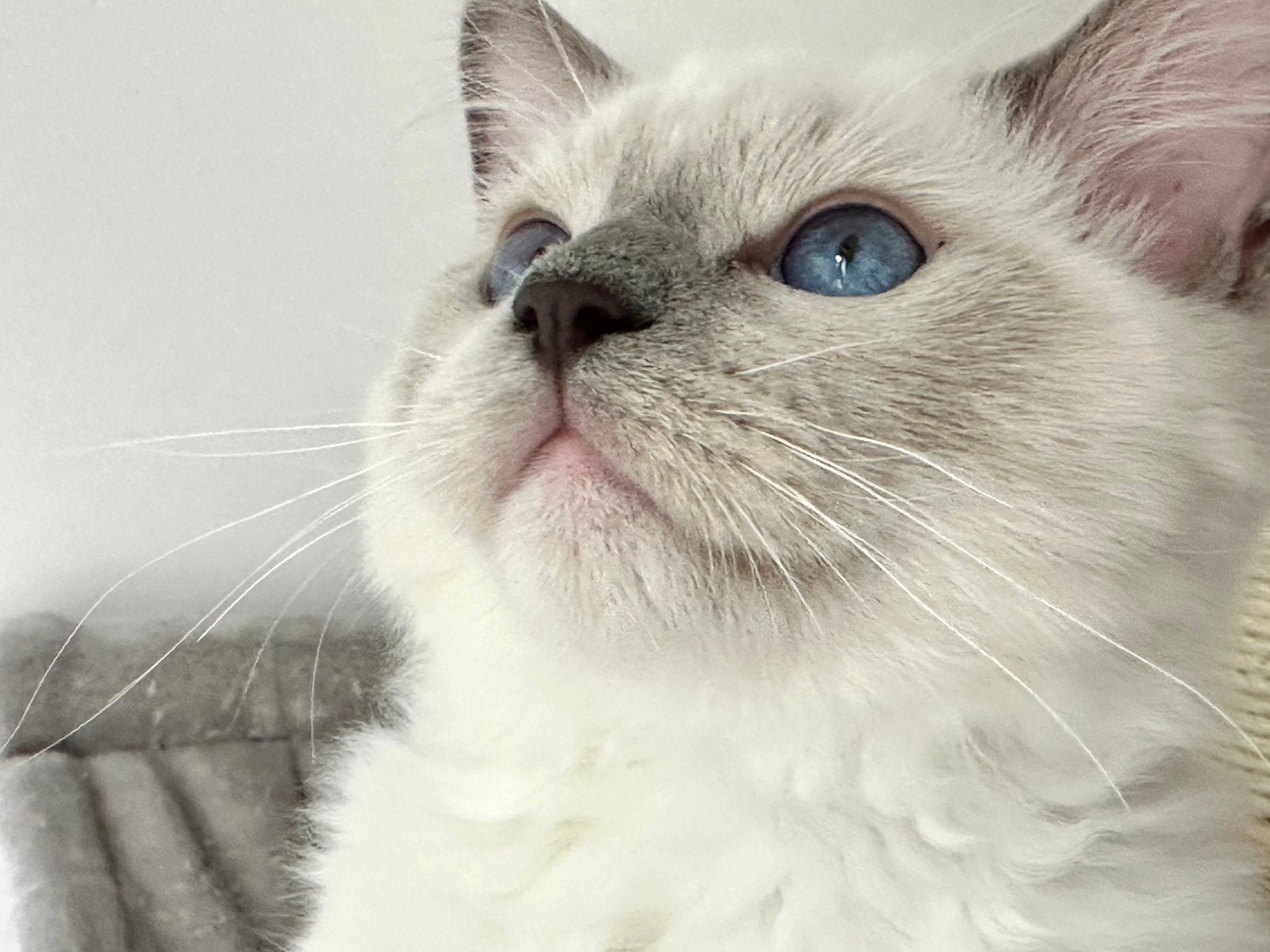 Prachtige ragdoll kater ASLAN stamboom voor de fokkerij, Kater, Ontwormd
