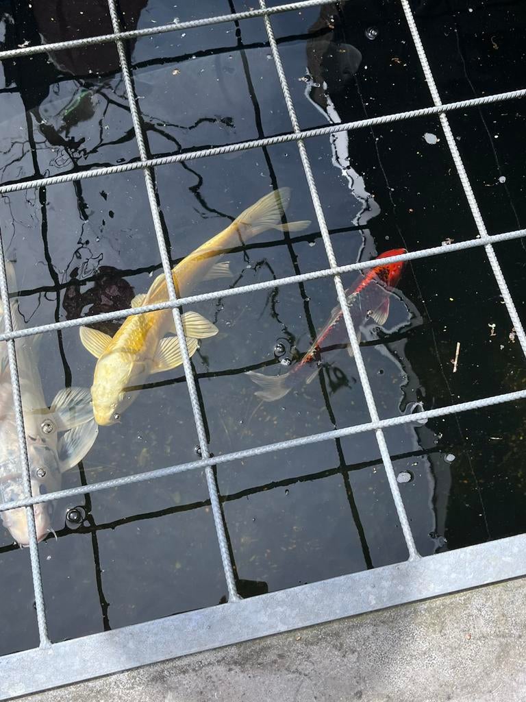 Koi vissen 4 stuks totaal 100 euro, Karper of Koi