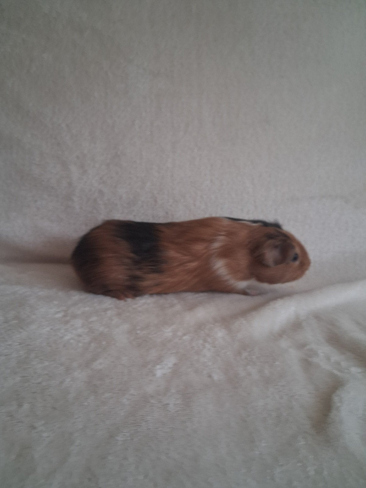 2 jonge leuke mannetjes cavias, Dieren en Toebehoren, Cavia, Mannelijk, Mei, Tam