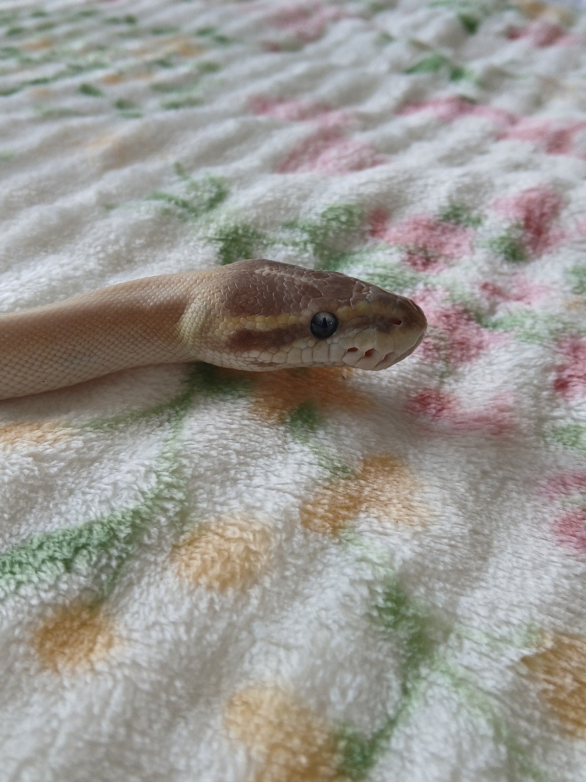 koningspython man vrouw Ball Python photo 2