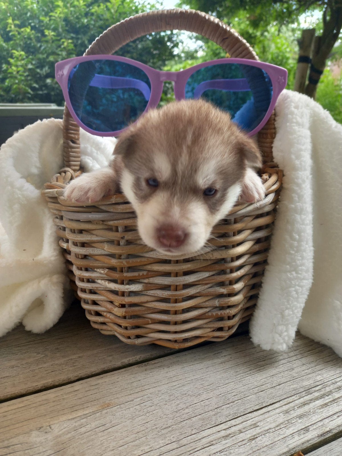 Siberische Husky pup(s), 8 tot 15 weken, Poolhond, Parvo, Meerdere