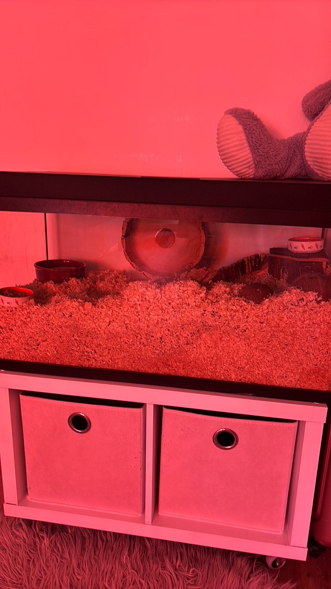 Hamster terrarium + toebehoren, Minder dan 60 cm, Kooi, Gebruikt, Ophalen of Verzenden