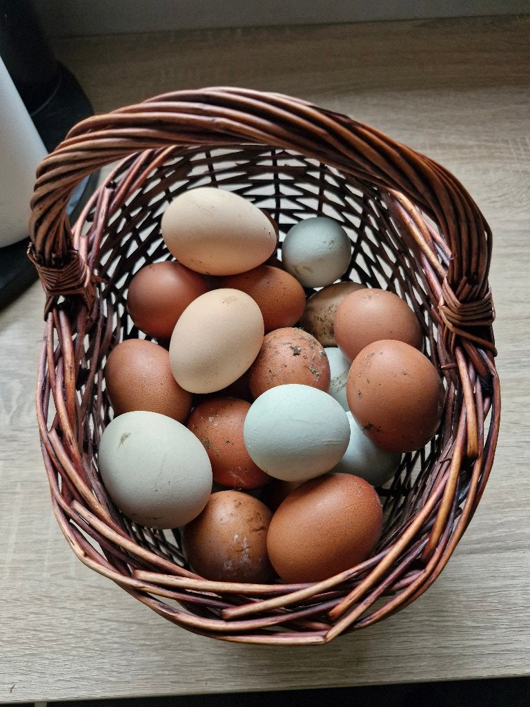 Broedeieren van onze hobbyfok. Meerdere rassen., Geslacht onbekend, Kip