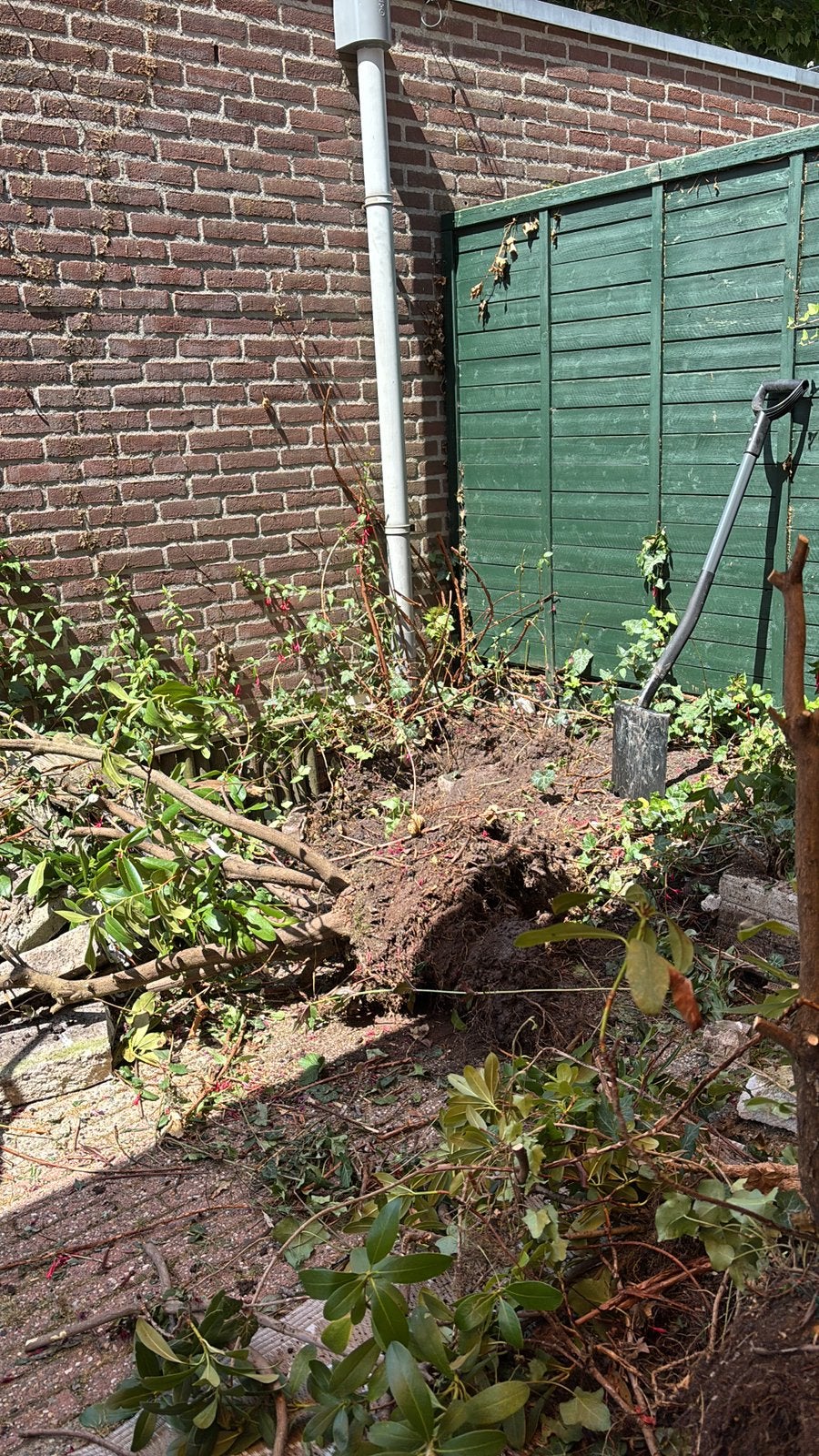 Rodondenderon., Tuin en Terras, Planten | Bomen, Ophalen, Overige soorten