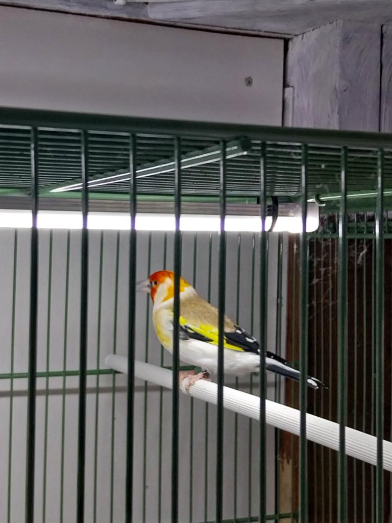 Putter man, Ophalen, Zo goed als nieuw, Aluminium, Vogelkooi