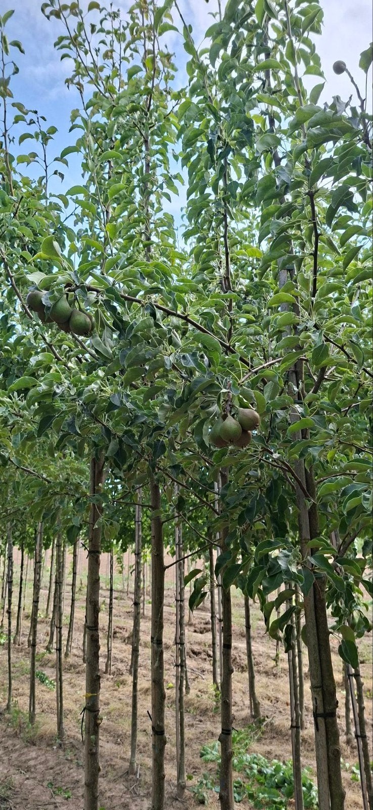 Pyrus Communis - Handpeer boom, Ophalen, Lente, Volle zon, Perenboom