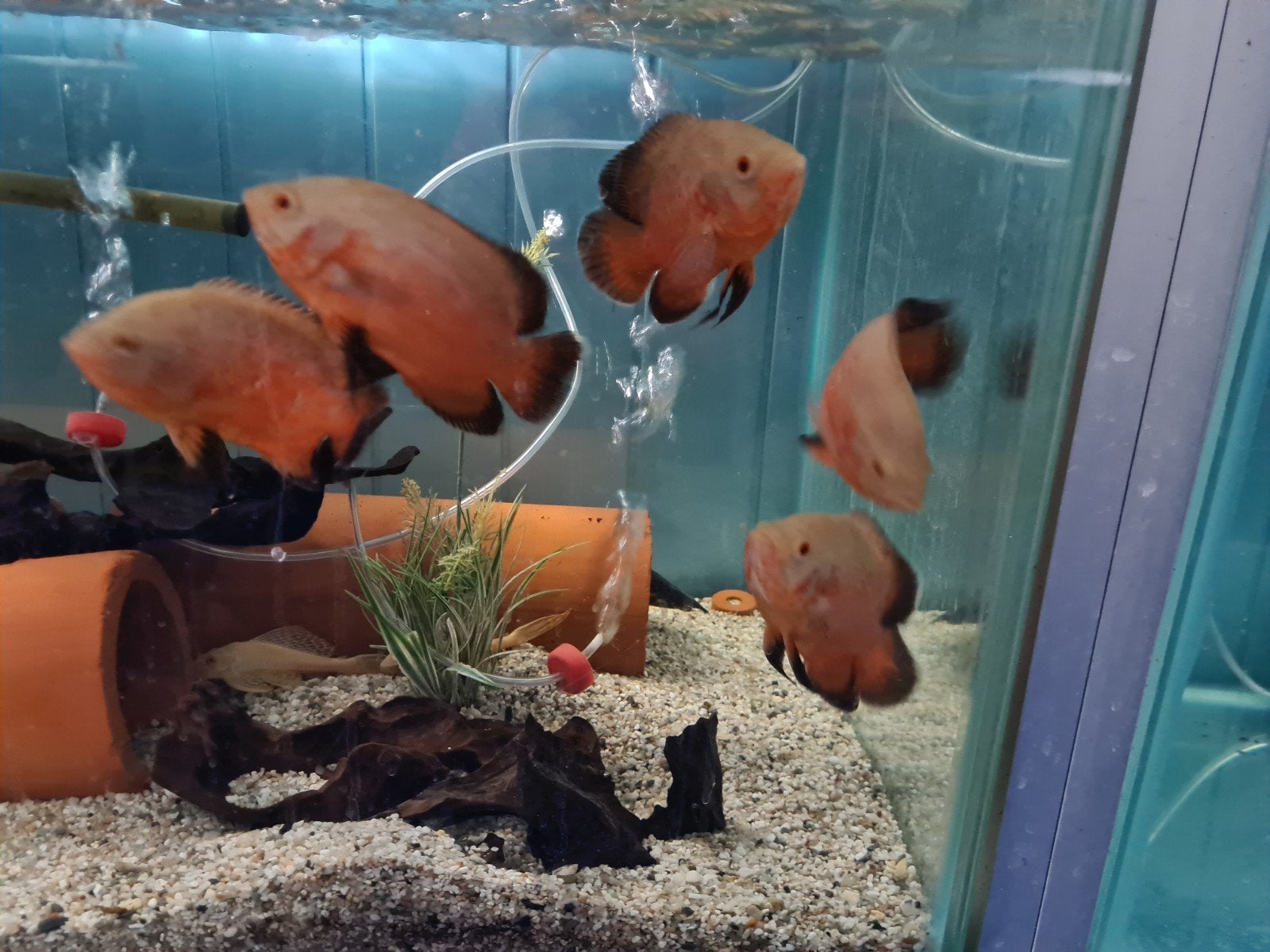 Chili Red Pauwoog Cichliden, Oscars, Vis, Zoetwatervis
