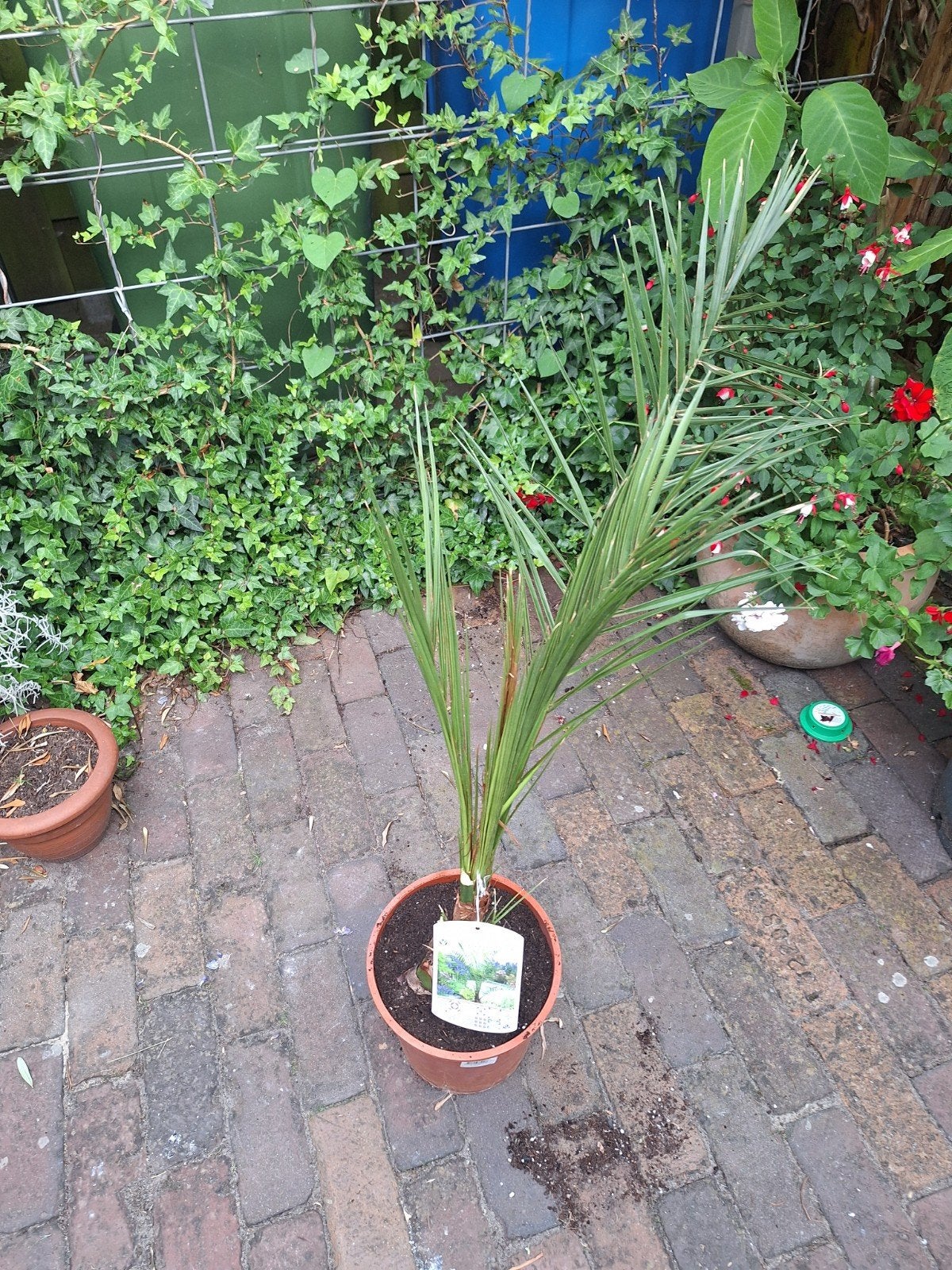 palm phoenix, Ophalen, Bloeit niet, Overige soorten, Volle zon