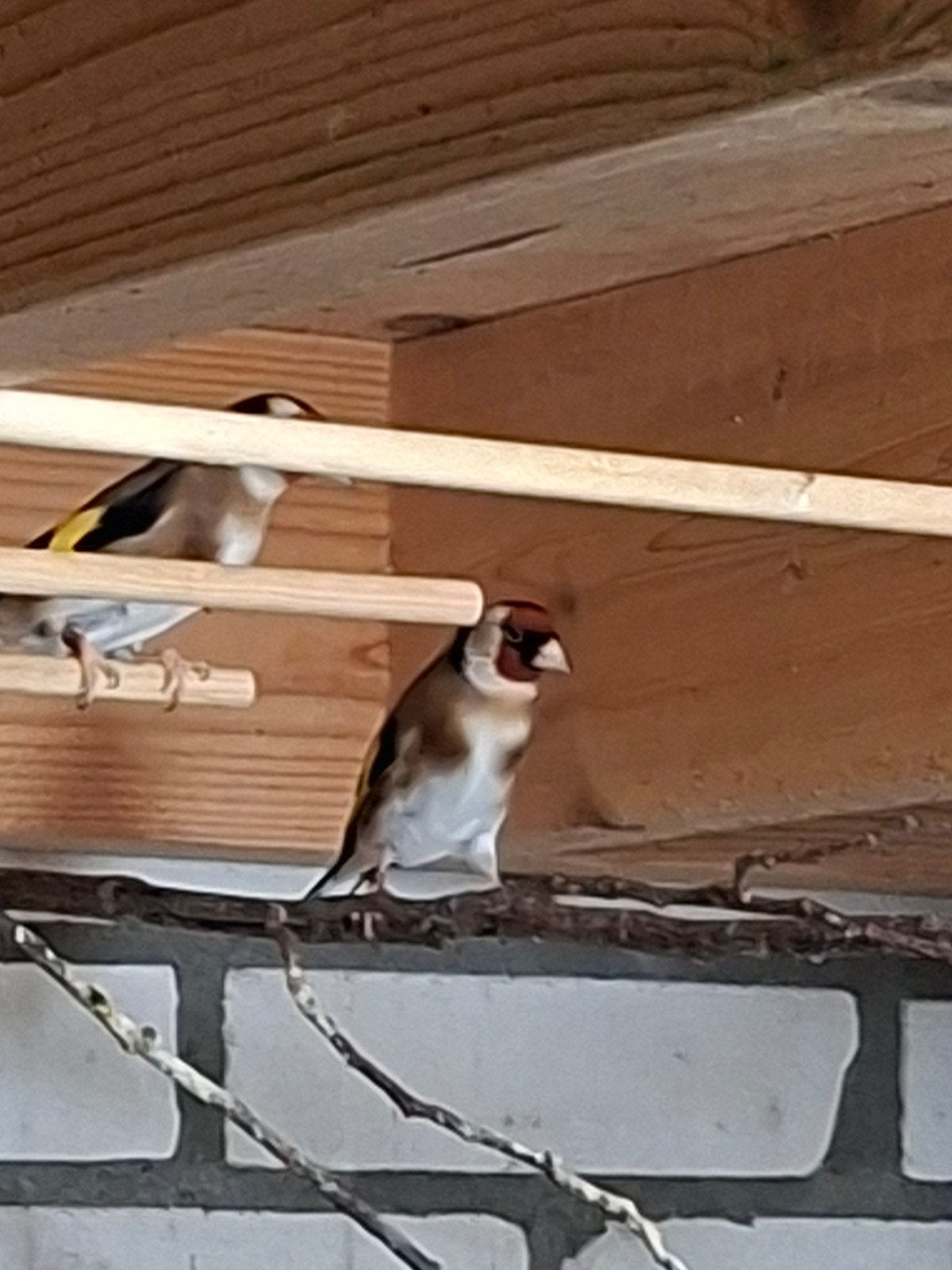 Koppel bloemputters, Dieren en Toebehoren, Vogels | Overige Vogels, Meerdere dieren