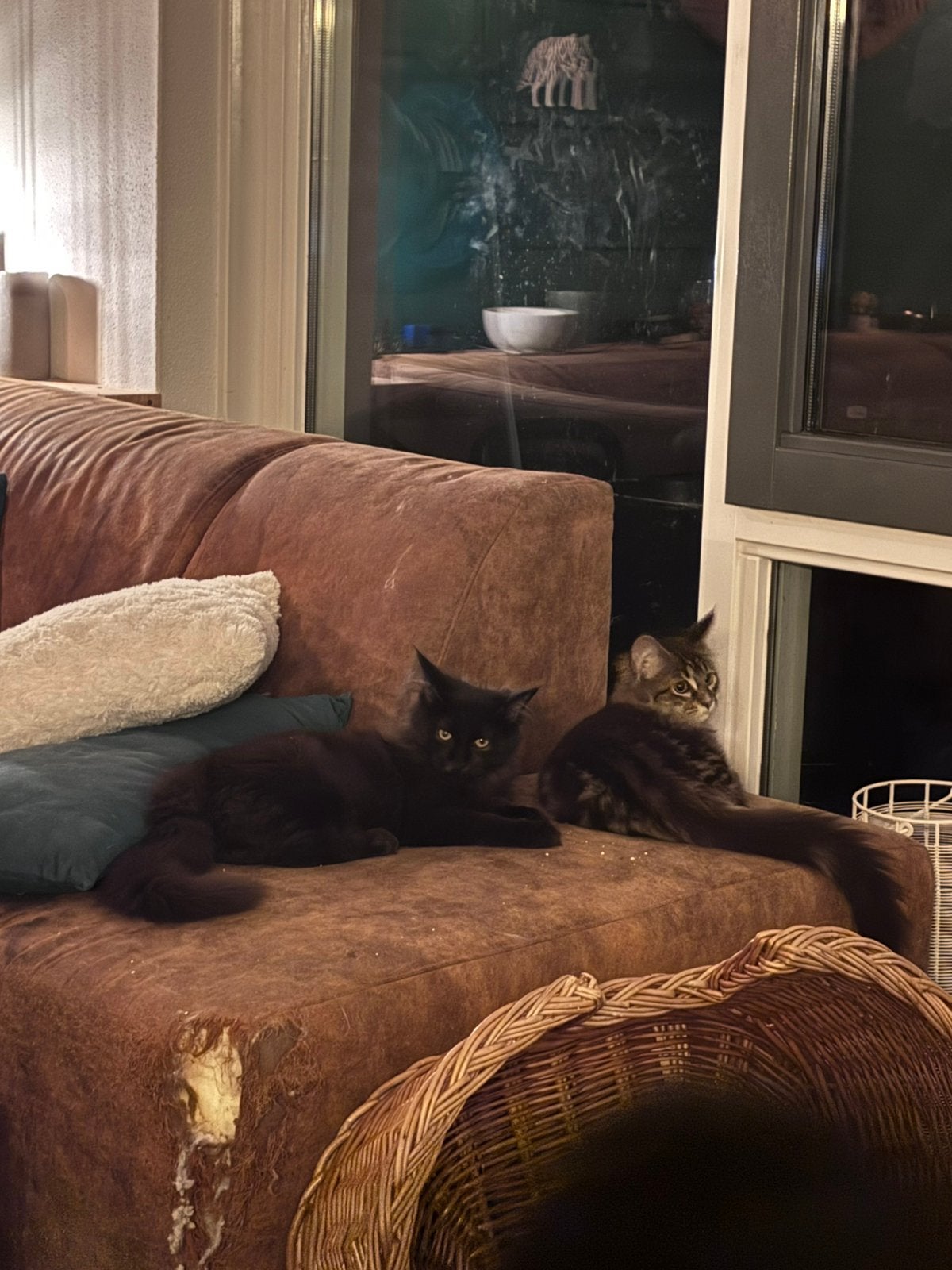 Maine coon Poesjes, Poes, Ontwormd, 0 tot 2 jaar