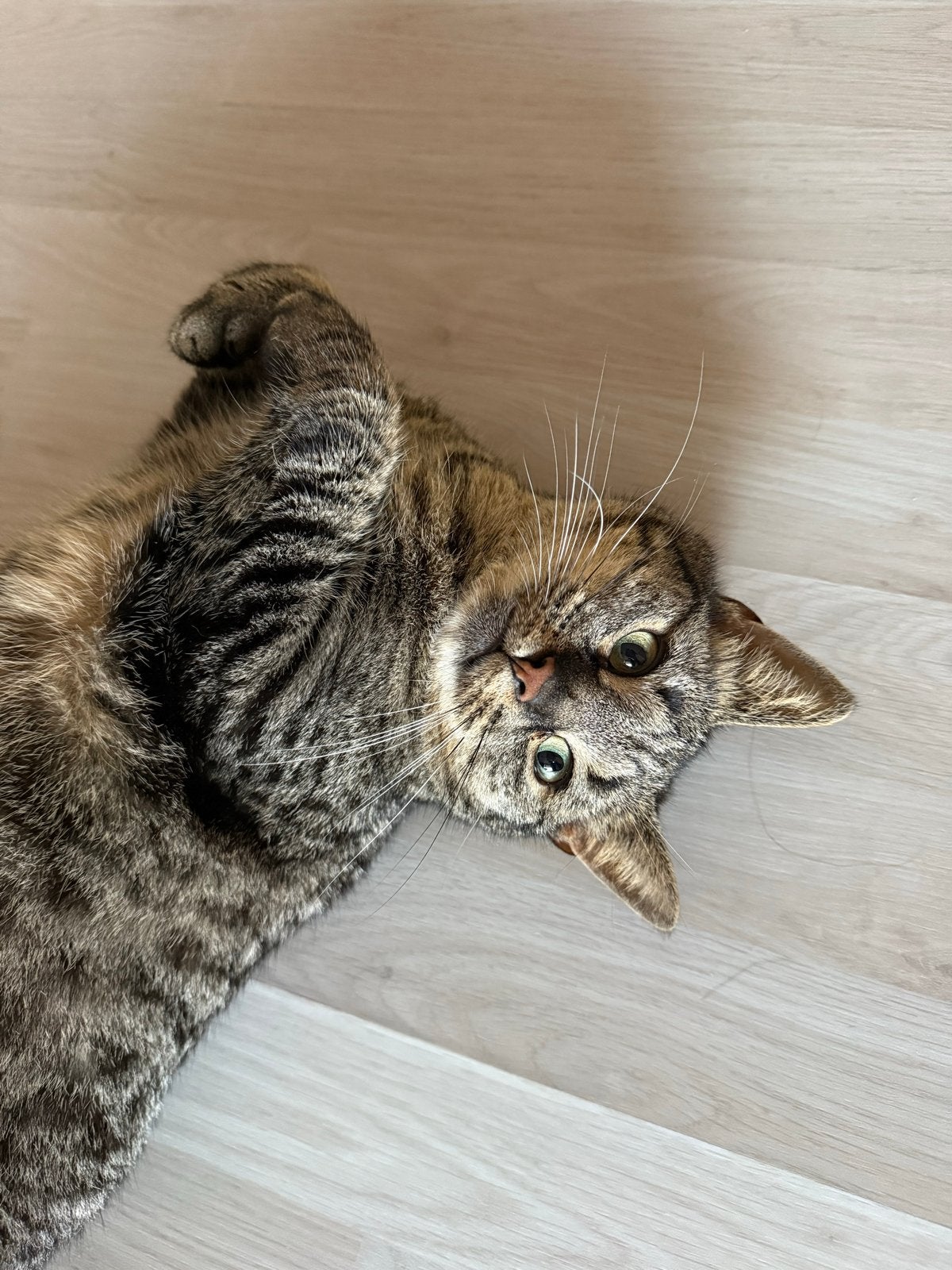 Lizzy zoekt een huisje, Dieren en Toebehoren, Katten en Kittens | Overige Katten, Poes, Kortharig, 3 tot 5 jaar