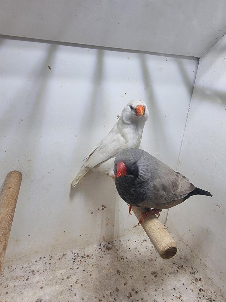 Te koop koppel charcoal Bleekrug, Dieren en Toebehoren, Vogels | Overige Vogels, Meerdere dieren
