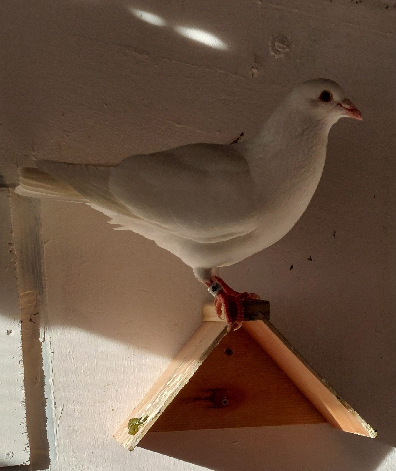 Mooie witte postduif doffer, Dieren en Toebehoren, Vogels | Duiven, Mannelijk, Postduif