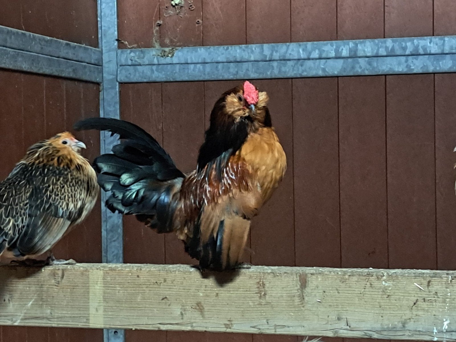 Antwerpse baardkriel haan, Dieren en Toebehoren, Mannelijk