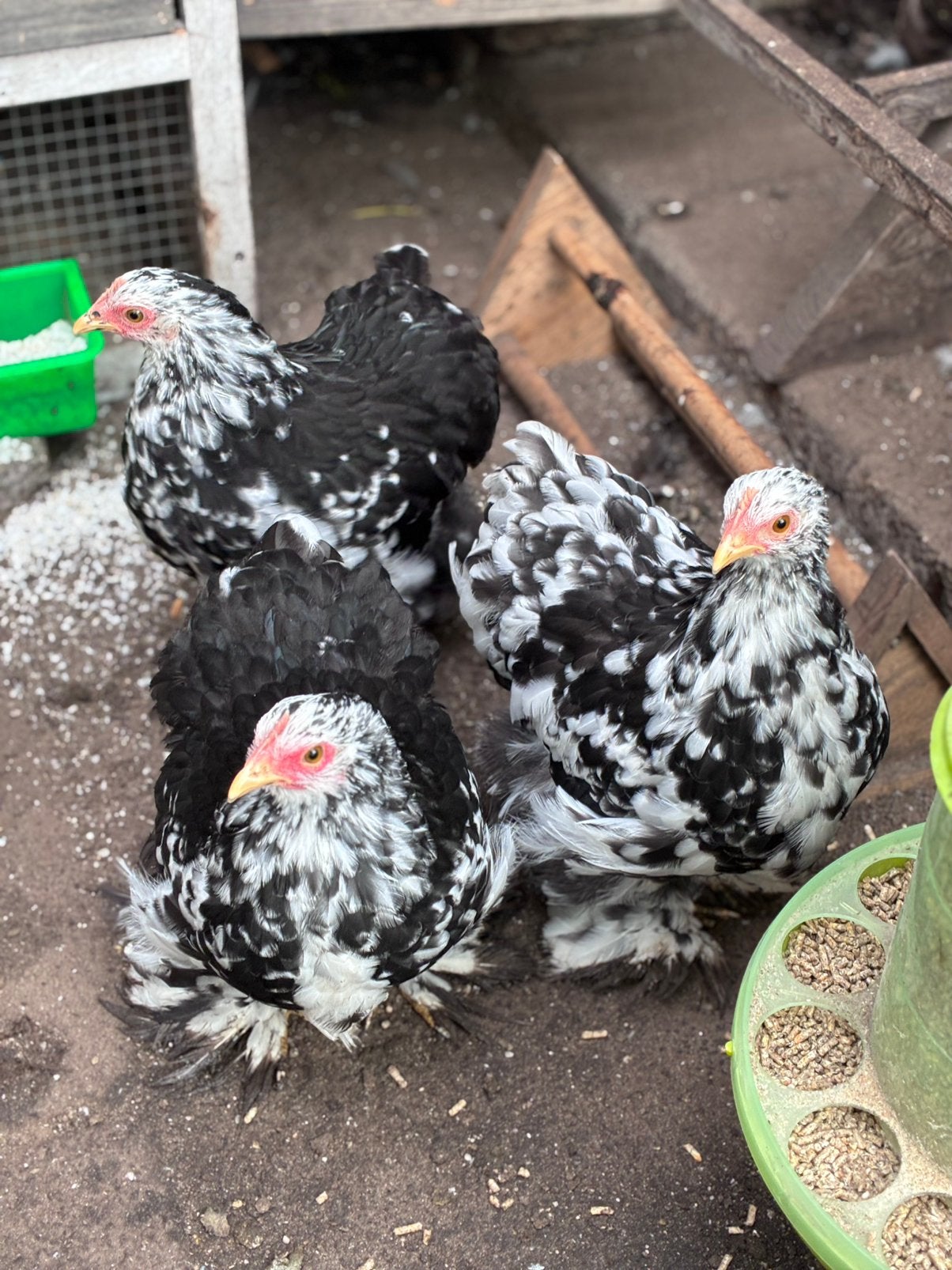 3 stuks zwartwit geparelde Cochin kriel, Dieren en Toebehoren, Meerdere dieren, Kip