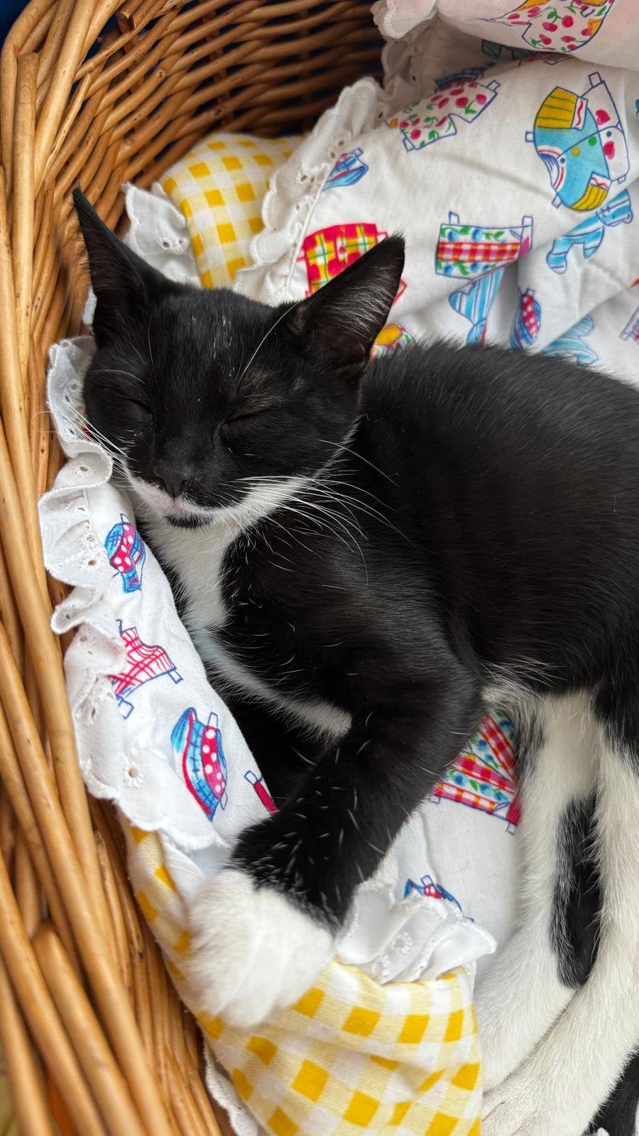 Lieve kittens zoeken een nieuw thuis, Poes, Kortharig