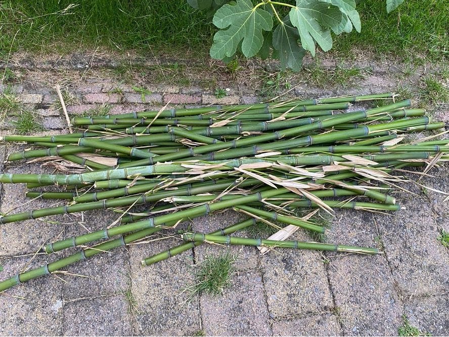 Verse bamboestokken -moestuin, insectenhotel., Tuin en Terras, Ophalen, Nieuw, Minder dan 180 cm, Palen