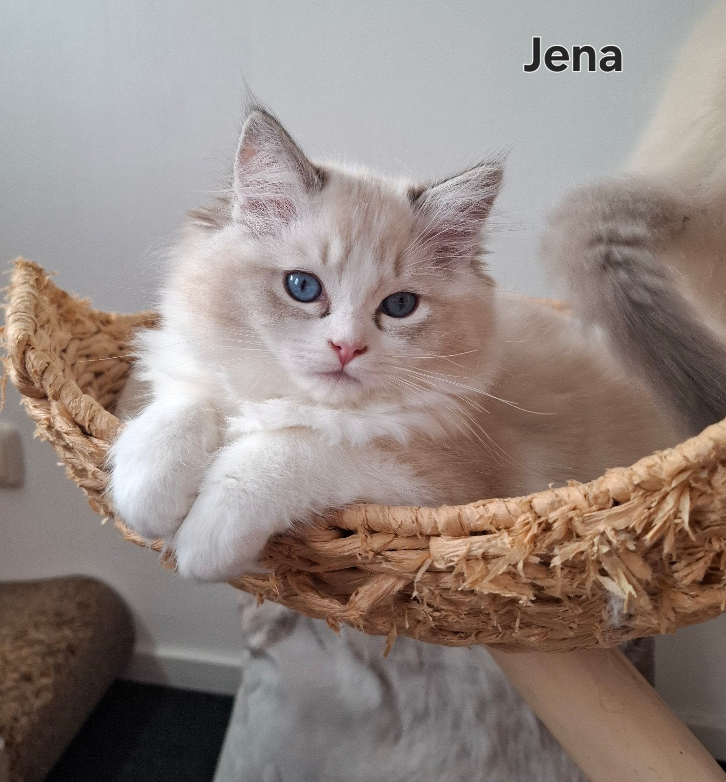 Ragdoll poesje met Stamboom, Poes, Met stamboom, 0 tot 2 jaar