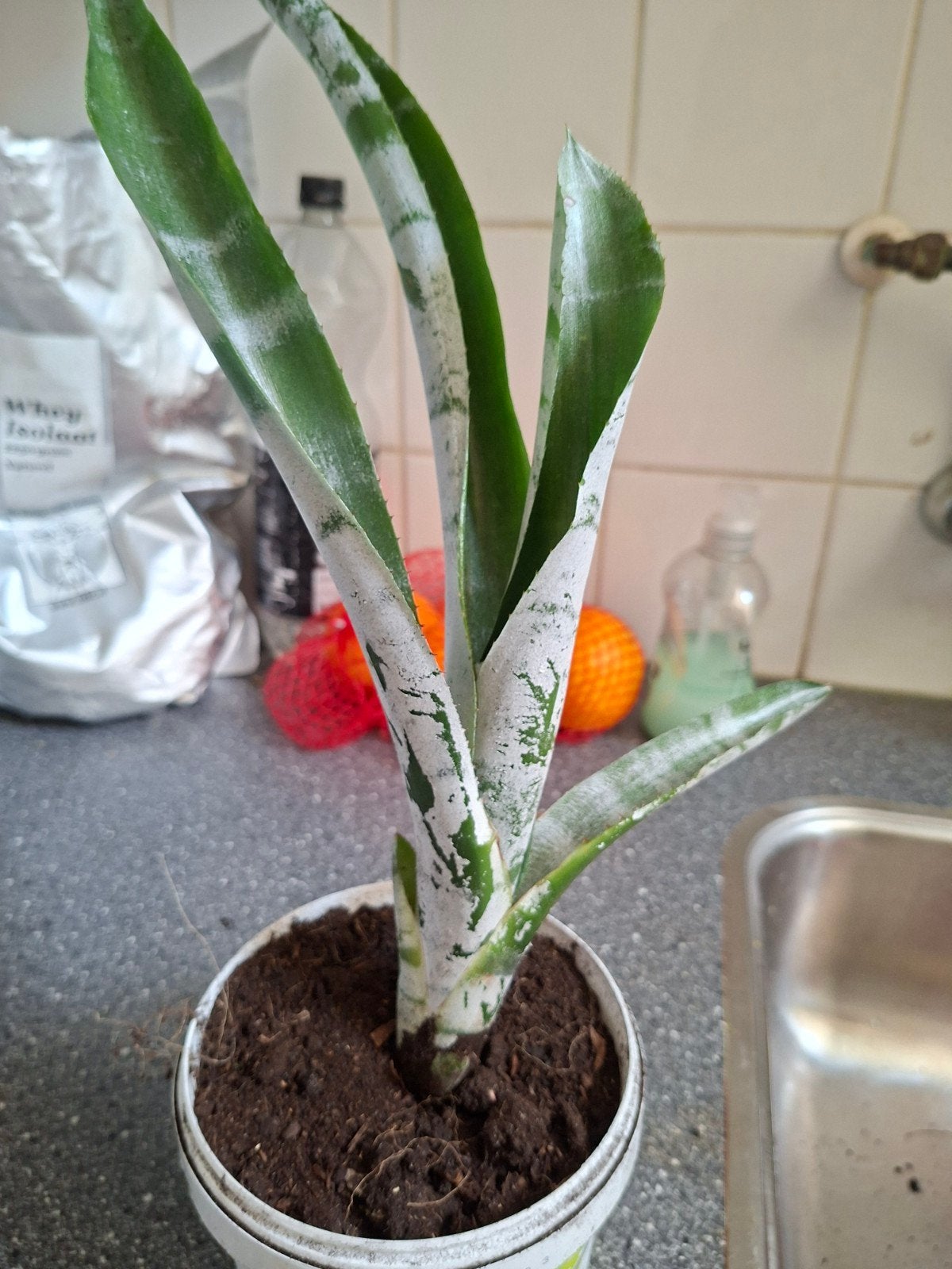 Decoratieve Bromelia plant in pot, Vaste plant, Bloeit niet, Halfschaduw, Ophalen