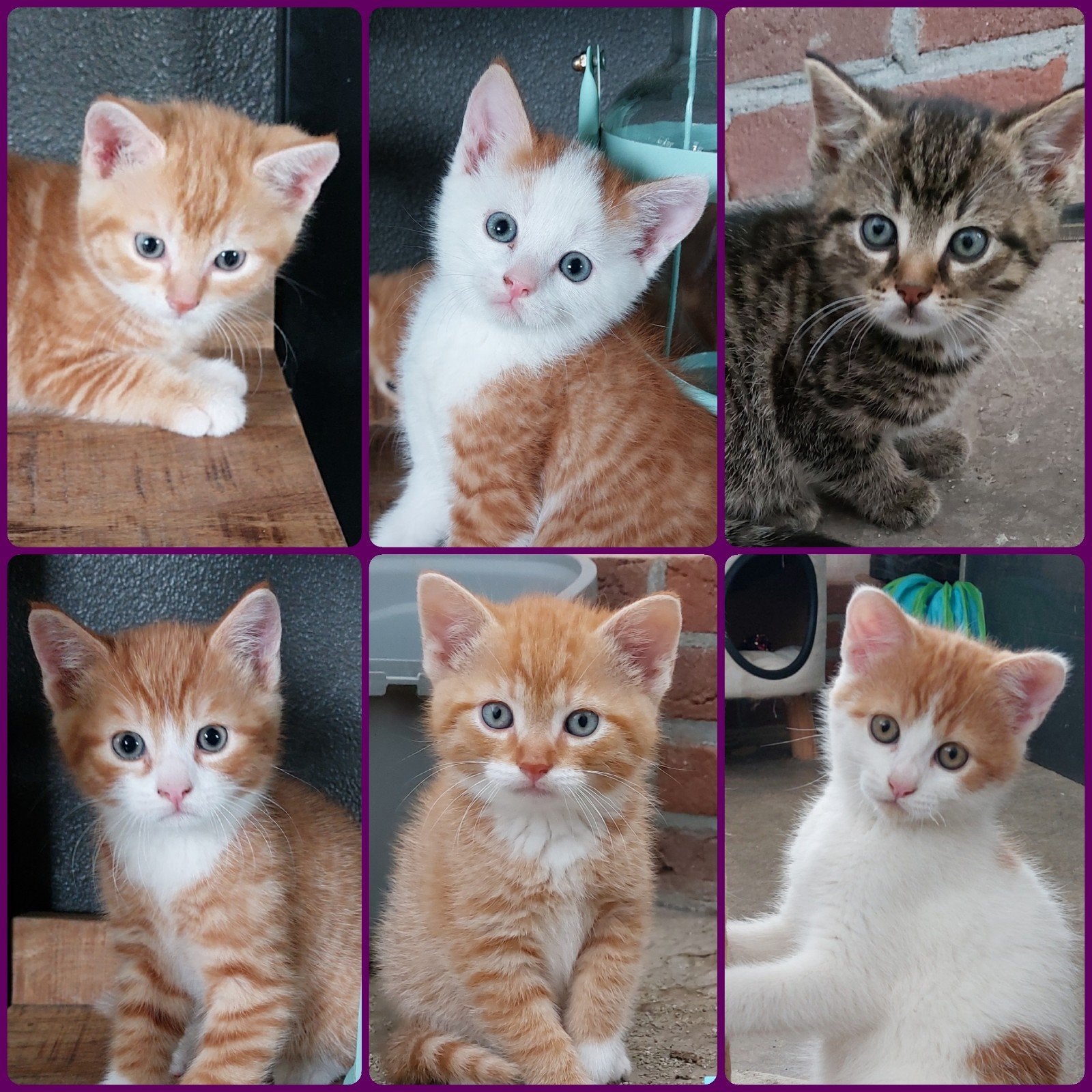 De liefste kittens van de boerderij, Meerdere dieren, Kortharig, 0 tot 2 jaar