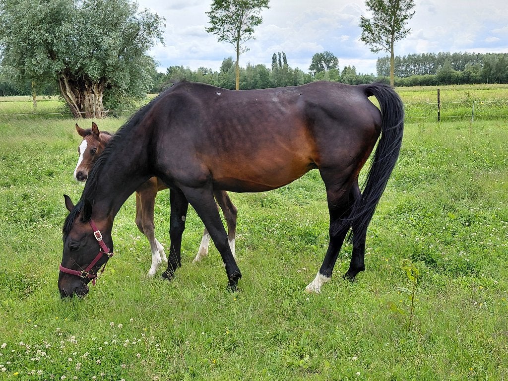 rijpaard merrie Jhonson x Lord sinclair + H veulen, Merrie