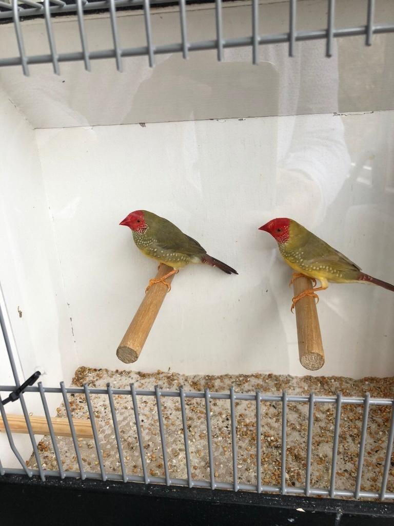 Binsen Astrildes, Mannelijk, Tropenvogel, Geringd