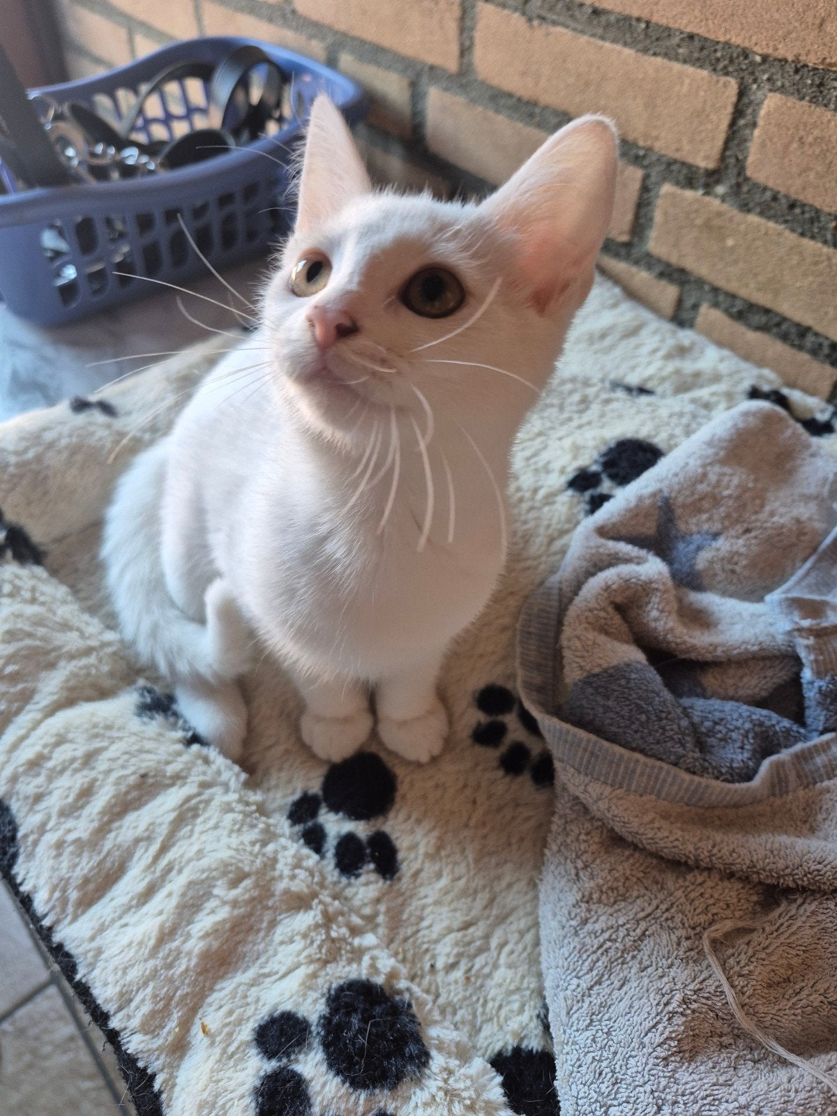 1  geheel witte kitten Europese korthaar, Meerdere dieren, Kortharig, 0 tot 2 jaar