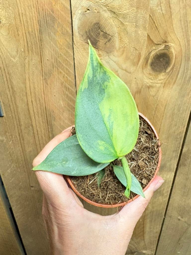 Philodendron grey silver sword hastatum aurea yellow lemon, Huis en Inrichting, Kamerplanten, Ophalen of Verzenden, Halfschaduw