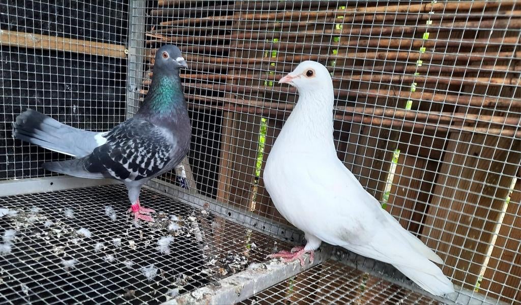 Gratis ophalen 2 duiven, Meerdere dieren, Overige soorten