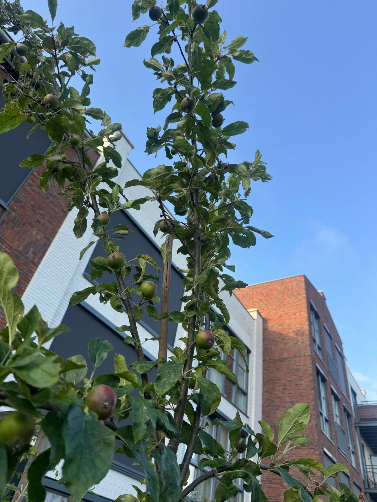 Jonge Appelboom - 1,5 jaar oud, groeit snel!, Tuin en Terras, Planten | Fruitbomen, Ophalen, Lente, Volle zon, Appelboom